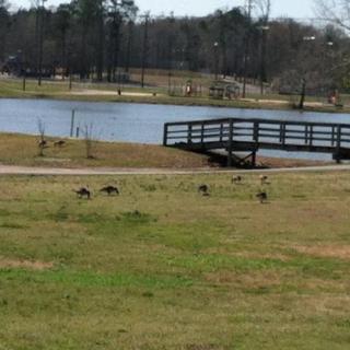 A serene park scene featuring birds foraging on the grassy shore near a tranquil lake.