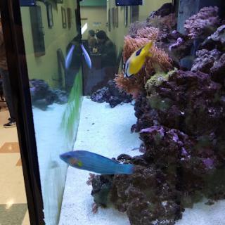 A vibrant underwater scene featuring various colorful fish swimming near a coral reef in an aquarium.