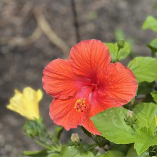 A vibrant red hibiscus flower accompanied by a yellow bud, showcasing the beauty of nature.