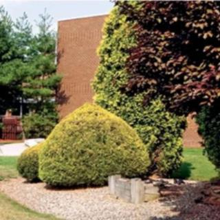 Well-maintained shrubs and trees in a landscaped area near a building.