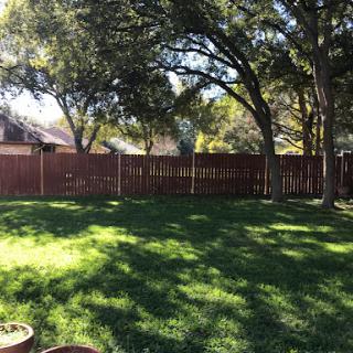 A sunny backyard scene with lush green grass and shaded areas under the trees.