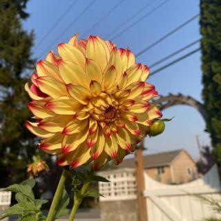A stunning dahlia bloom showcasing vibrant yellow petals with red tips, set against a clear blue sky.