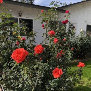 A garden with red roses in full bloom in front of a house.