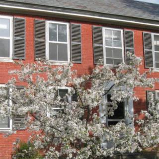 A red brick building with several windows is fronted by a flowering tree in full bloom.