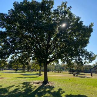 A sunlit tree in a park setting, casting shadows on the grassy field.