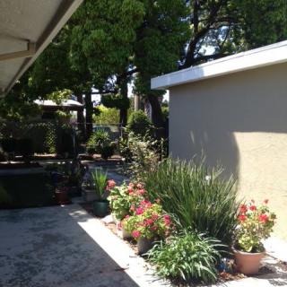 A sunny patio garden with potted plants and trees in the background.