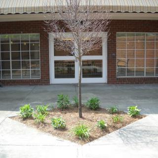A small landscaped area featuring a tree and surrounding plants in front of a building.