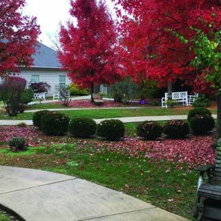 A serene garden landscape with vibrant red autumn trees and a winding pathway.