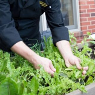 A person harvesting fresh herbs from a garden bed.