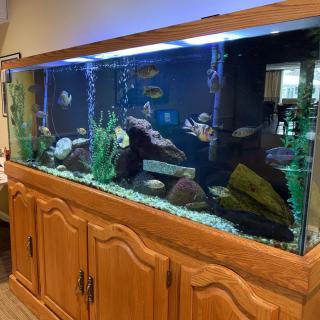A large freshwater aquarium with vibrant fish and plant decor inside a wooden cabinet.