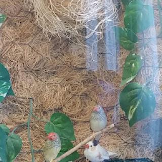 A cozy bird enclosure featuring various small birds amidst natural materials and foliage.