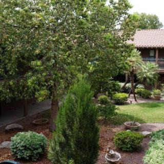 A serene courtyard garden with lush greenery and trees.