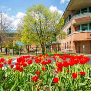 A vibrant display of red tulips in bloom in front of a modern building, set against a clear blue sky.