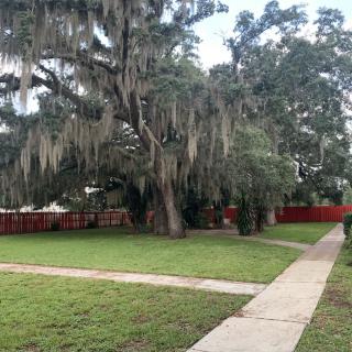 A scenic view of a large tree draped with Spanish moss in a backyard with a sidewalk and red fence.