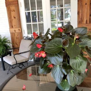 A vibrant plant with red flowers sits on a glass table in a cozy patio setting.