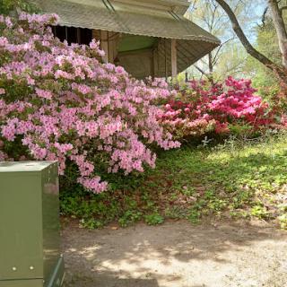 A vibrant display of blooming azaleas in shades of pink, showcasing the beauty of spring in a garden setting.