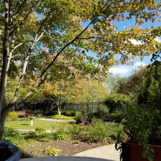 A serene garden scene showcasing vibrant foliage under a clear blue sky.