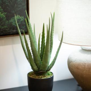 A vibrant aloe vera plant in a stylish pot, perfect for indoor decoration.