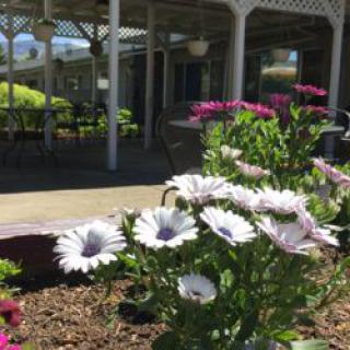 A beautiful garden with blooming flowers near a patio area.