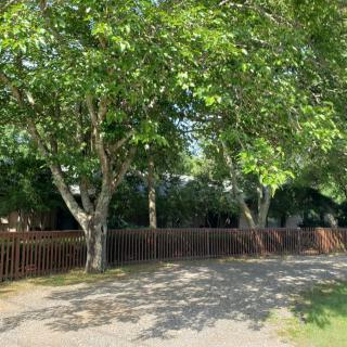 A serene gravel path shaded by lush green trees and bordered by a wooden fence.