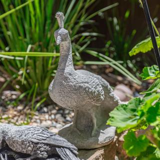 A stone peacock statue in a garden setting surrounded by plants.