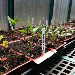 Seedlings growing in a greenhouse with labeled seed trays.