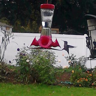 Hummingbird Holistic Care Home,  LLC