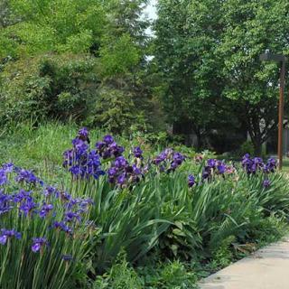 A lush garden with vibrant purple flowers and surrounding greenery.