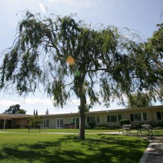 A scenic view of a tree on a sunny day with a building in the background.