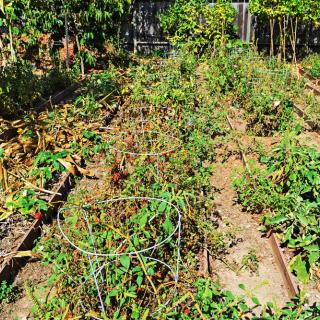 A garden with various vegetable plants growing in rows.
