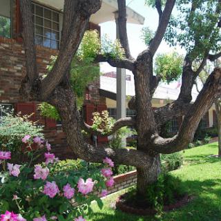 A beautiful garden scene featuring a unique tree and blooming flowers.