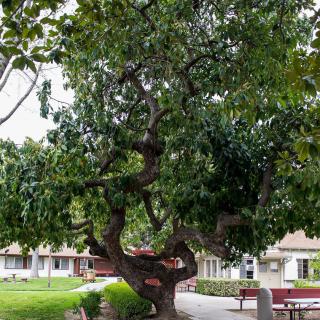 A large, leafy tree in a park setting with benches and buildings in the background.