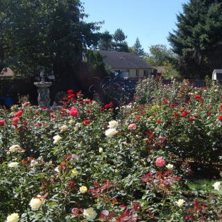 A vibrant garden filled with colorful roses in full bloom under a clear blue sky.