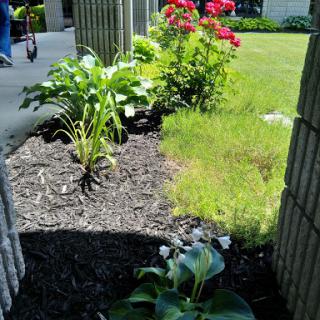 A vibrant garden scene showcasing a variety of plants and flowers in lush greenery.