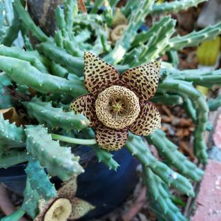 A unique star-shaped flower on a succulent cactus plant.