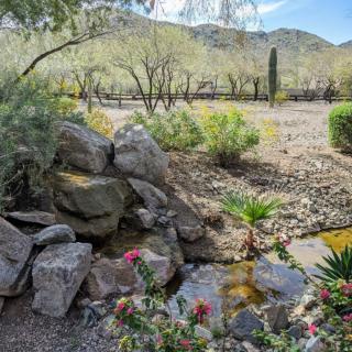 A serene desert garden with rocks, a small stream, and various plants.
