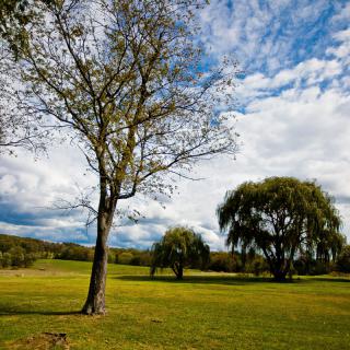 A serene landscape featuring trees scattered across a lush, green field under a partly cloudy sky.