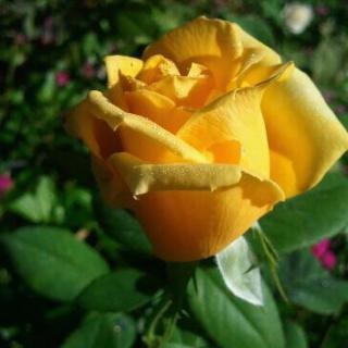 A beautiful yellow rose blooming in a lush garden.