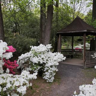 A tranquil garden scene featuring blooming azaleas and a charming gazebo surrounded by lush greenery.