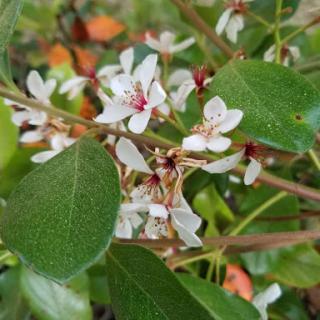 A close-up of delicate white flowers surrounded by vibrant green leaves.
