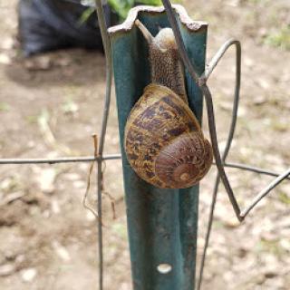 A snail climbing a metal post in a natural setting.