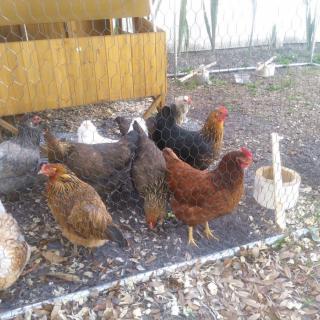 A group of chickens in an outdoor coop area.