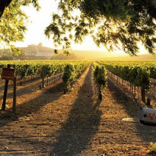 A picturesque vineyard bathed in the warm glow of sunset, showcasing rows of grapevines stretching into the horizon.