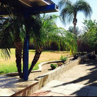 A sunny backyard with palm trees and a concrete patio area.