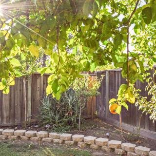 A sunny backyard garden with lush green leaves and a wooden fence.