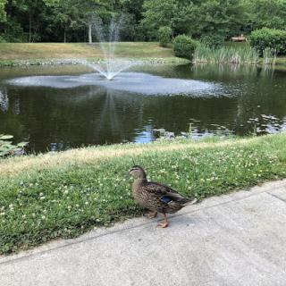 A duck stands by a serene pond with a fountain, surrounded by lush greenery.