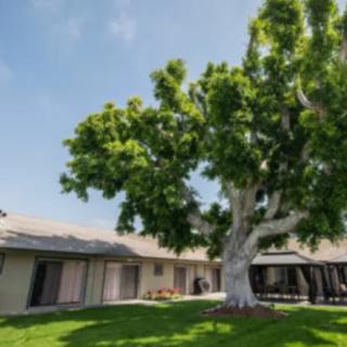 A large tree providing shade in a courtyard surrounded by buildings on a sunny day.