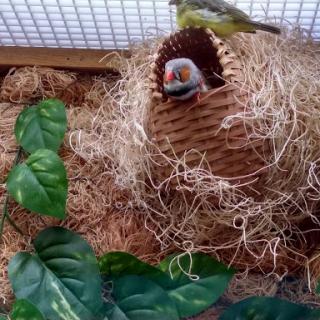A colorful bird peeking out from its woven nest surrounded by natural foliage.