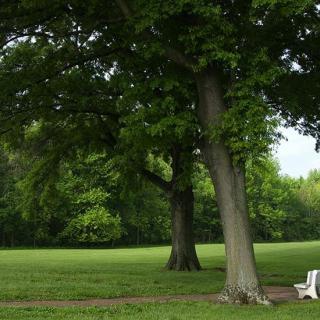 A peaceful park scene with a bench and lush green trees.