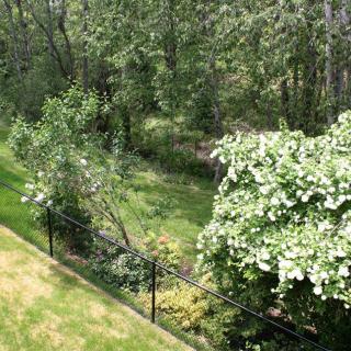 A lush green landscape with a black fence and abundant trees.